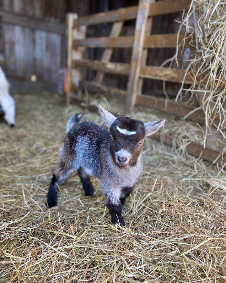 miniature goats for sale