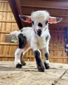 Pygmy goats for Sale