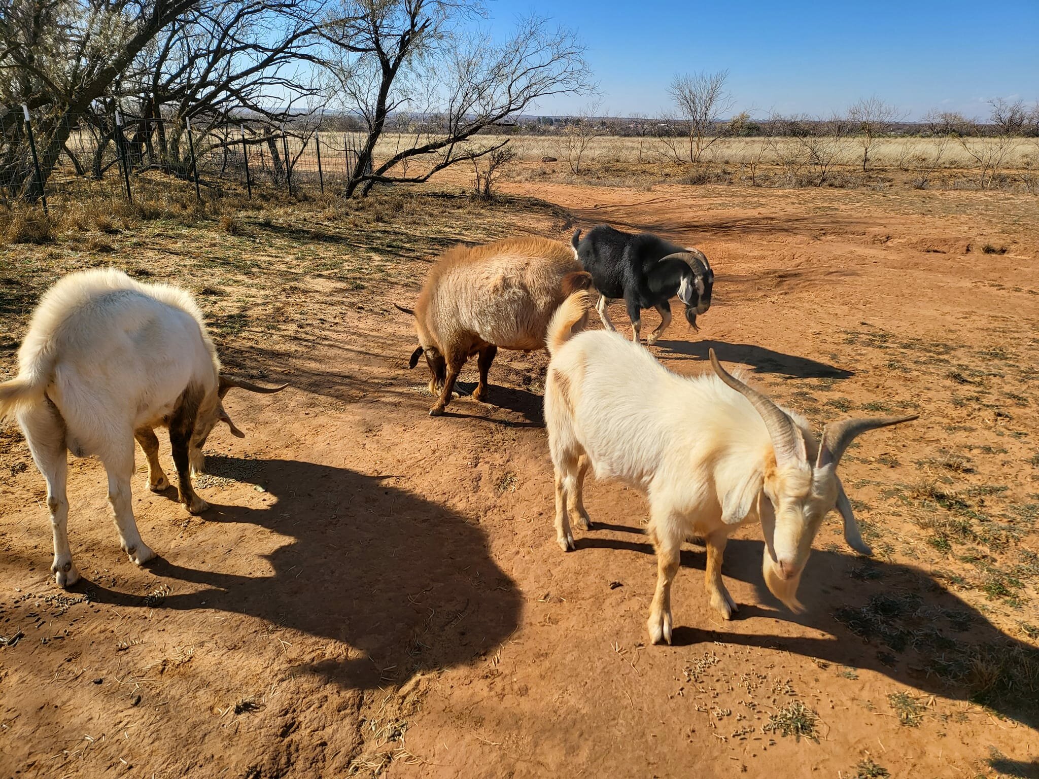 kiko purebreed 2-3yrs 1 live goats for sale near me
