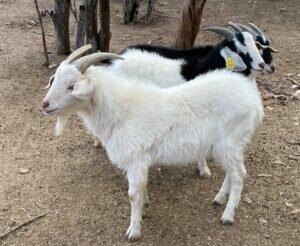 cheap goats for sale