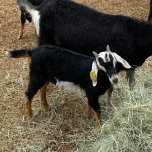 craigslist goats for sale