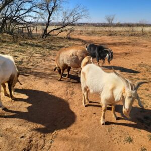 live goats for sale near me