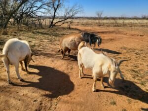 live goats for sale near me