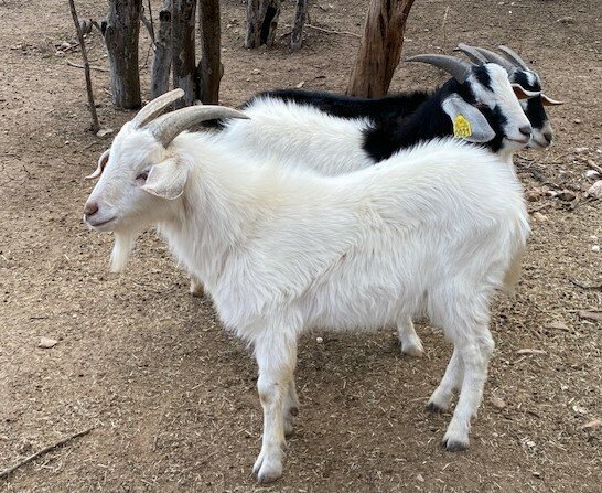 cheap goats for sale cheap goats for sale