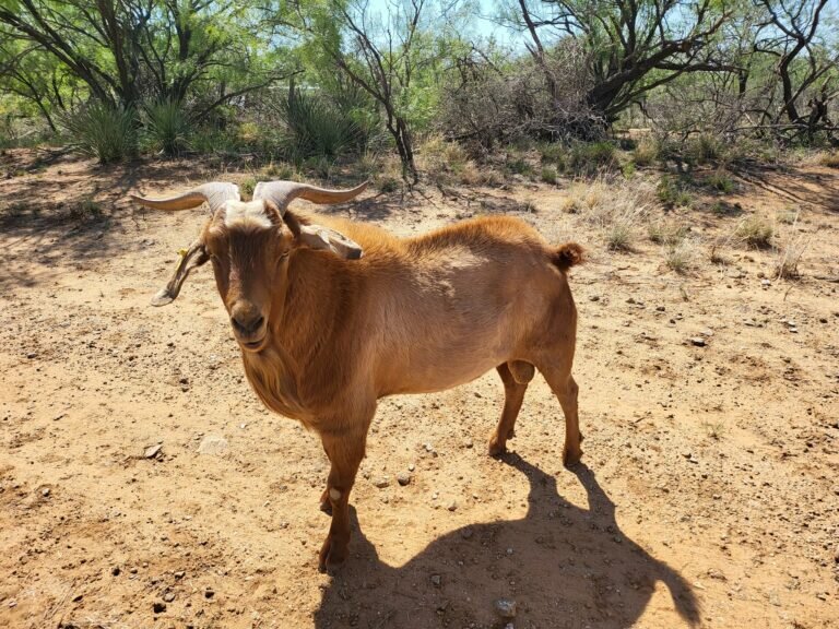 goats for sale near me