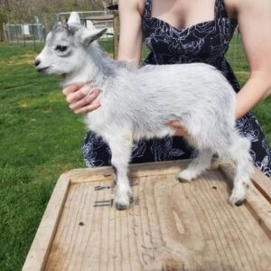 Goats for sale in Arkansas