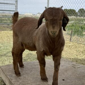boer goats for sale in california