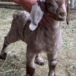 dappled boer goats for sale