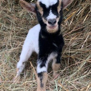 mini goats for sale