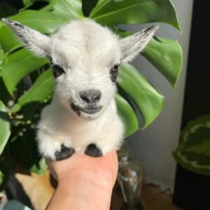 pet goats for sale