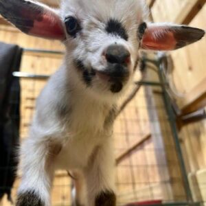 pigmi goats for sale