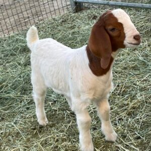 Registered boer goats for sale
