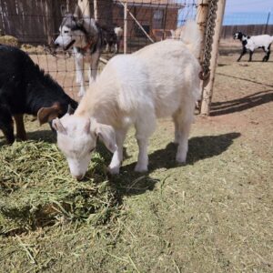 Goats for sale in Texas
