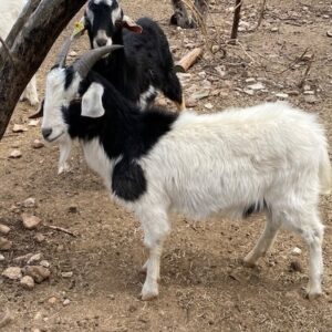 cheap goats for sale