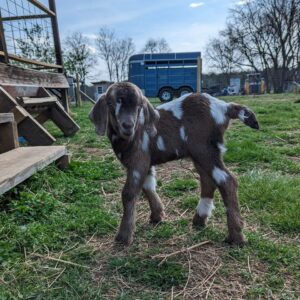 baby goats for sale near me