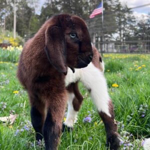Goats for sale in GA
