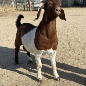 Boer goats for sale in Texas