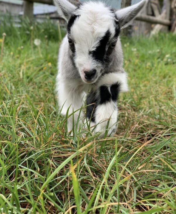 Pygmy goats in Virginia