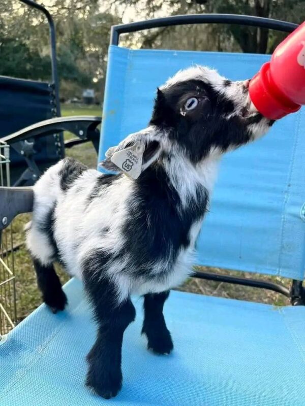 Teacup baby pygmy goats for sale