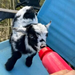 Teacup baby pygmy goats for sale