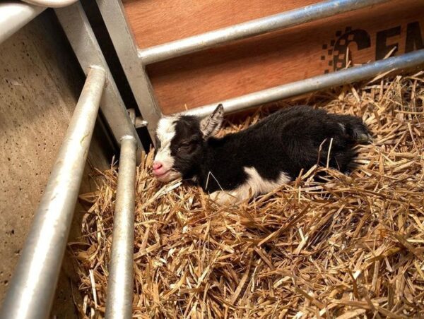 African pygmy goats for sale near me