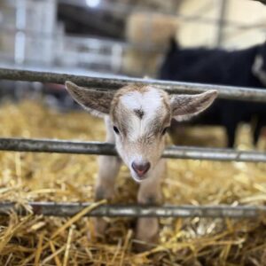 Pygmy goat as pet