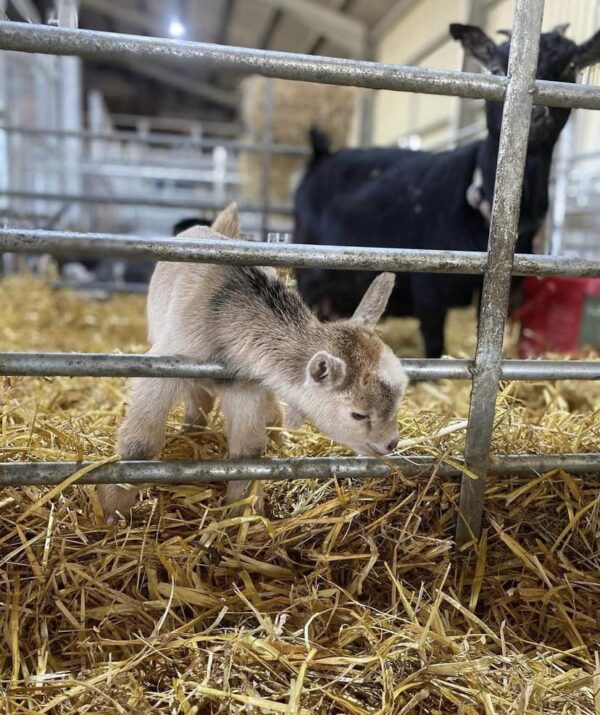 Pygmy goat as pet